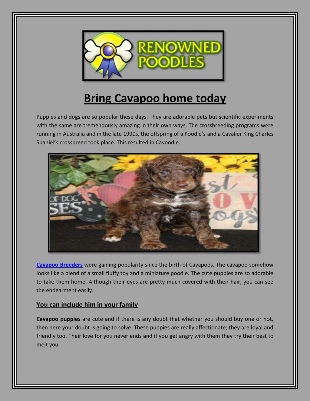 bring cavapoo home today