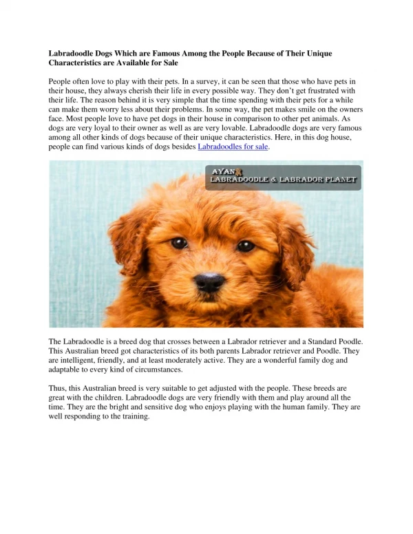 Labradoodles for Sale - Ayan Labradoodle Planet