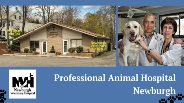 Professional Animal Hospital Newburgh