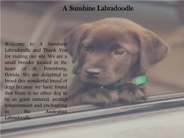 Mini Goldendoodle Tampa | A Sunshine Labradoodle