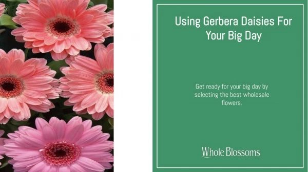 Use Lovely Gerbera Daisy in Your Wedding Ceremony