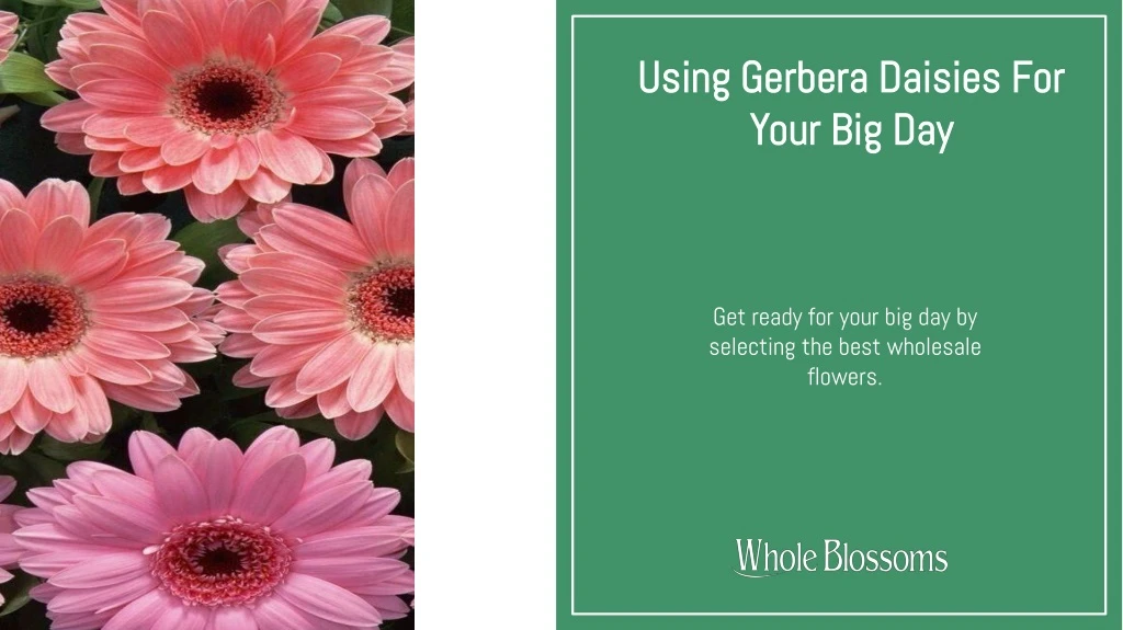 using gerbera daisies for your big day