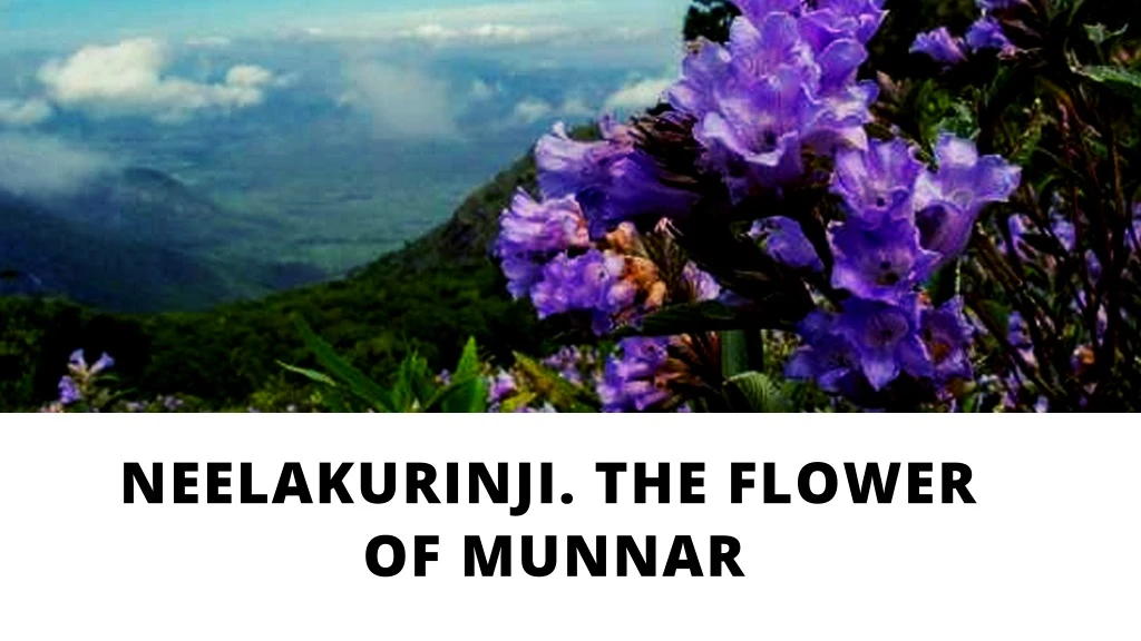 neelakurinji the flower of munnar