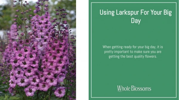Add Larkspur Flower in Your Arrangements