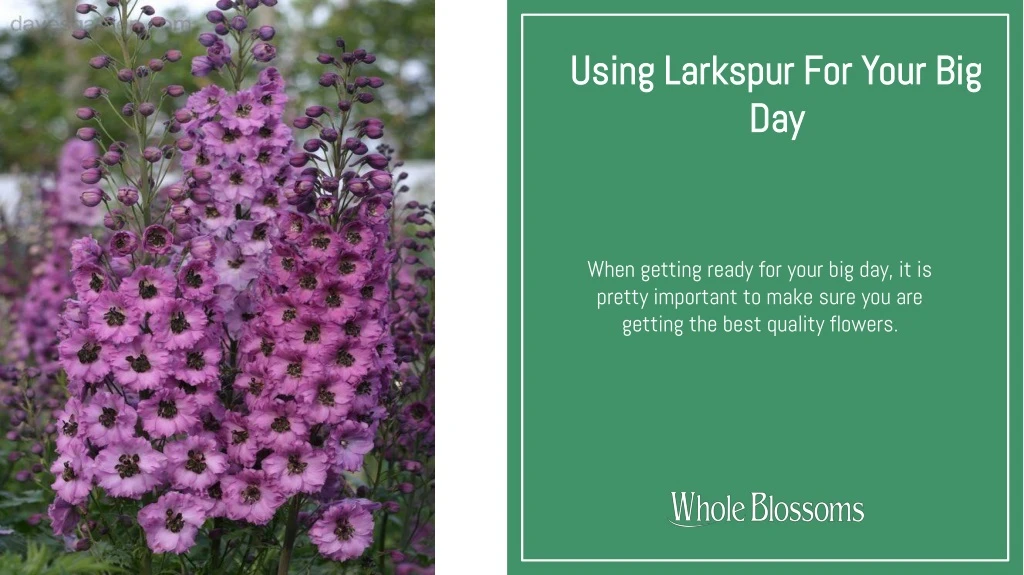 using larkspur for your big day