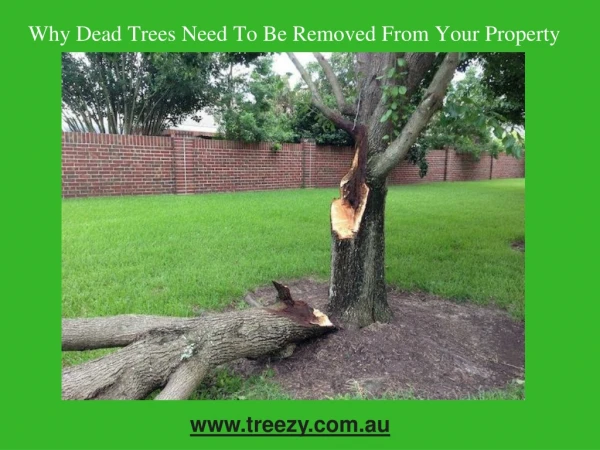 Why dead trees need to be removed from your property