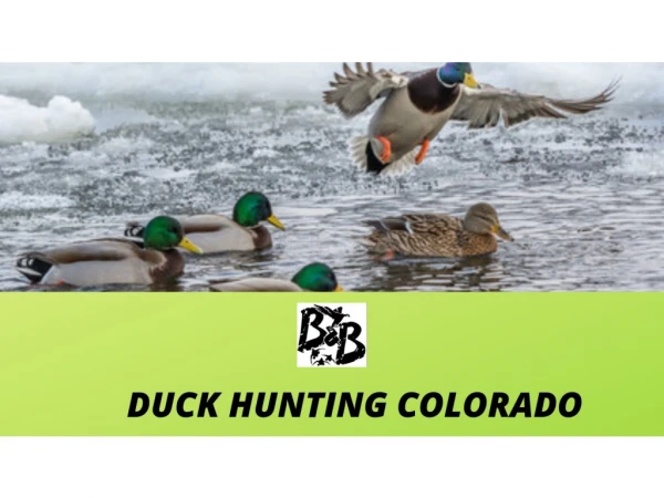 Duck Hunting Colorado