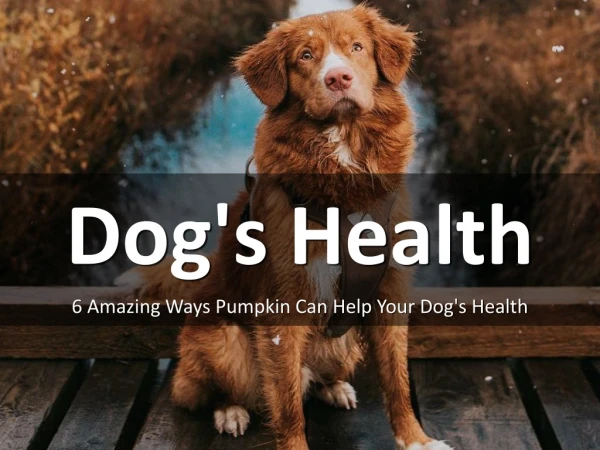 6 Amazing Ways Pumpkin Can Help Your Dog's Health
