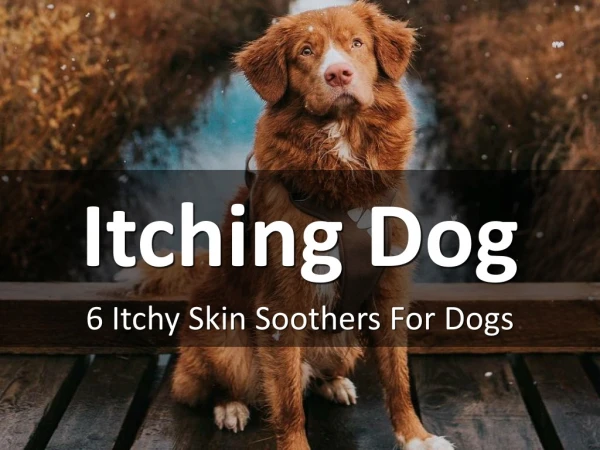 6 Itchy Skin Soothers For Dogs
