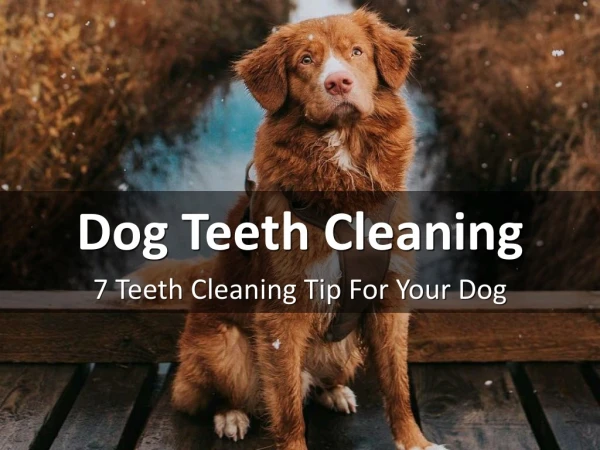 7 Teeth Cleaning Tip For Your Dog