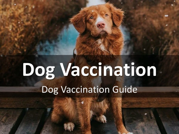 Dog Vaccination Guide