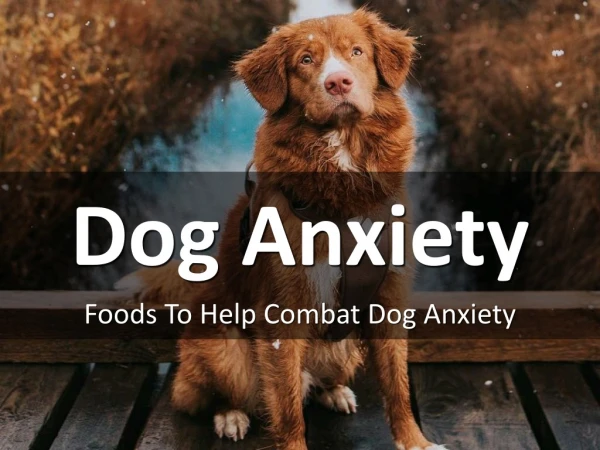 Foods To Help Combat Dog Anxiety