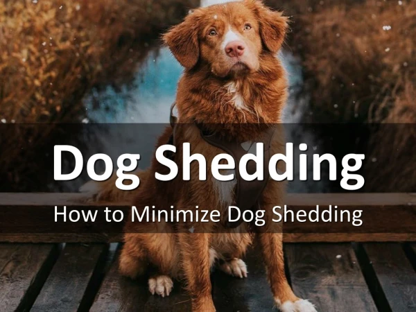 How to Minimize Dog Shedding