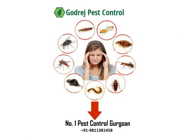 No. 1 Pest Control Gurgoan | 91-9811381458