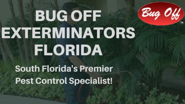 Termite Pest Control Services in Fort Luaderdale: Bug Off Exterminators Florida