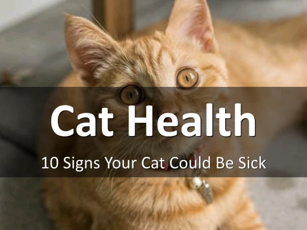 10 Signs Your Cat Could Be Sick