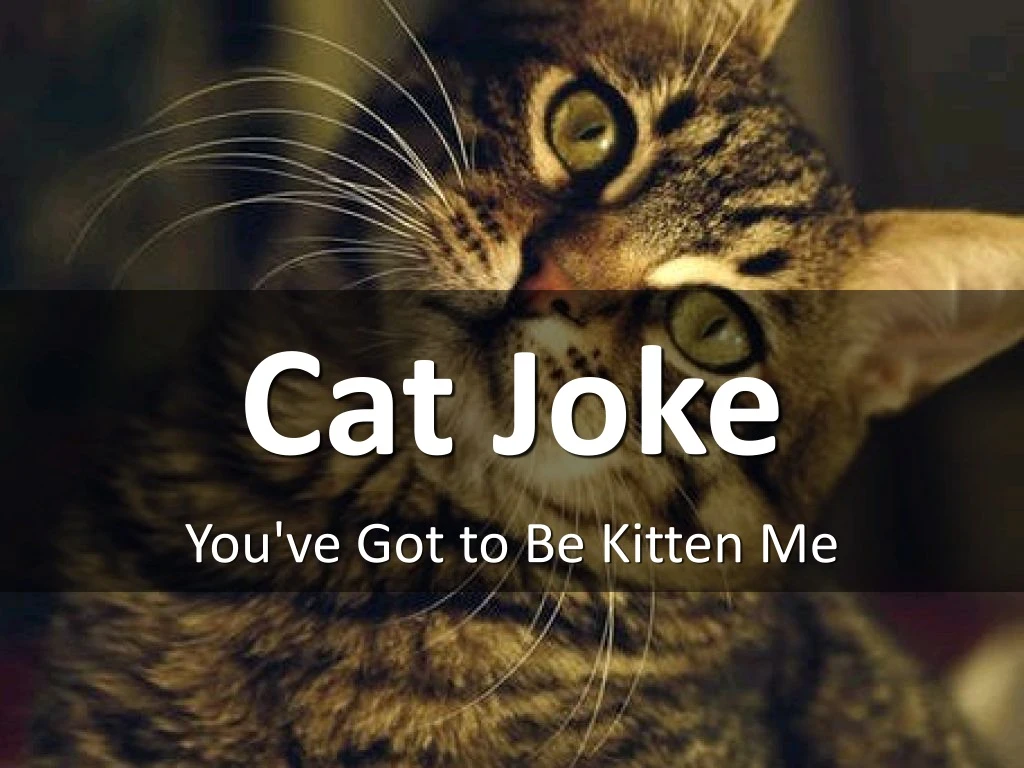 cat joke