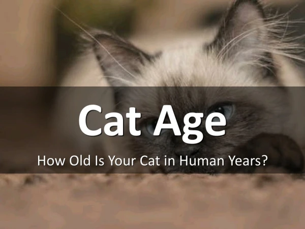 How Old Is Your Cat in Human Years