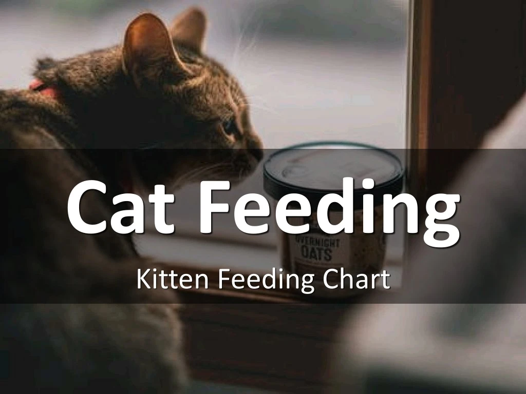cat feeding