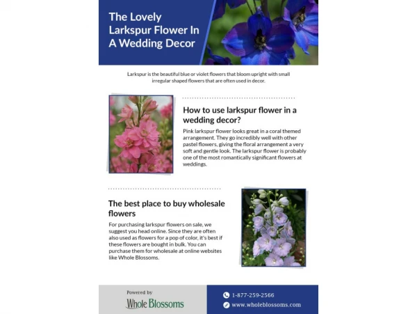 Use Lovely Larkspur Flower in Your Venue Decoration