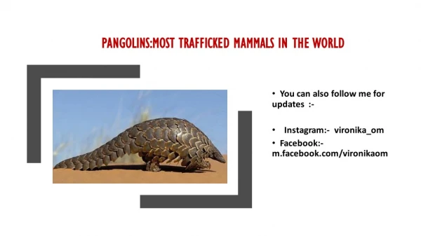 Pangolins: Most Trafficked Mammals In The World- Latest Burning Issues