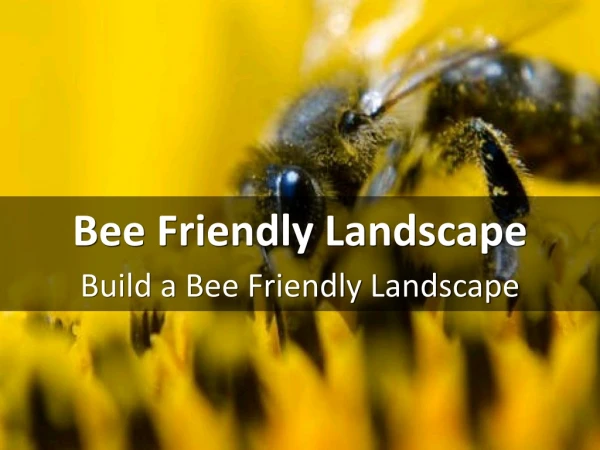 Build a Bee Friendly Landscape