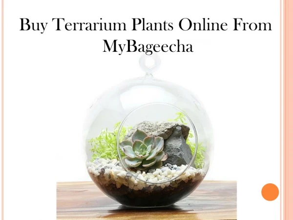 Buy Terrarium Plants Online From MyBageecha
