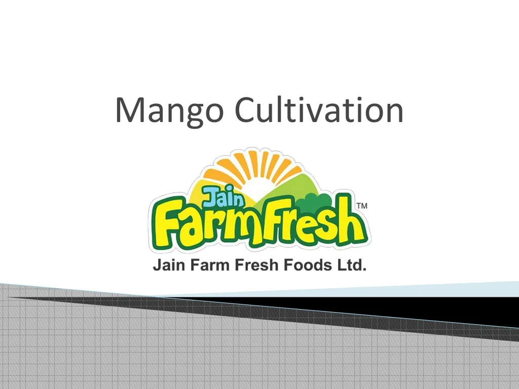 mango cultivation