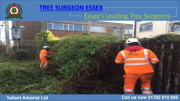 Professional Tree Surgeon in Essex