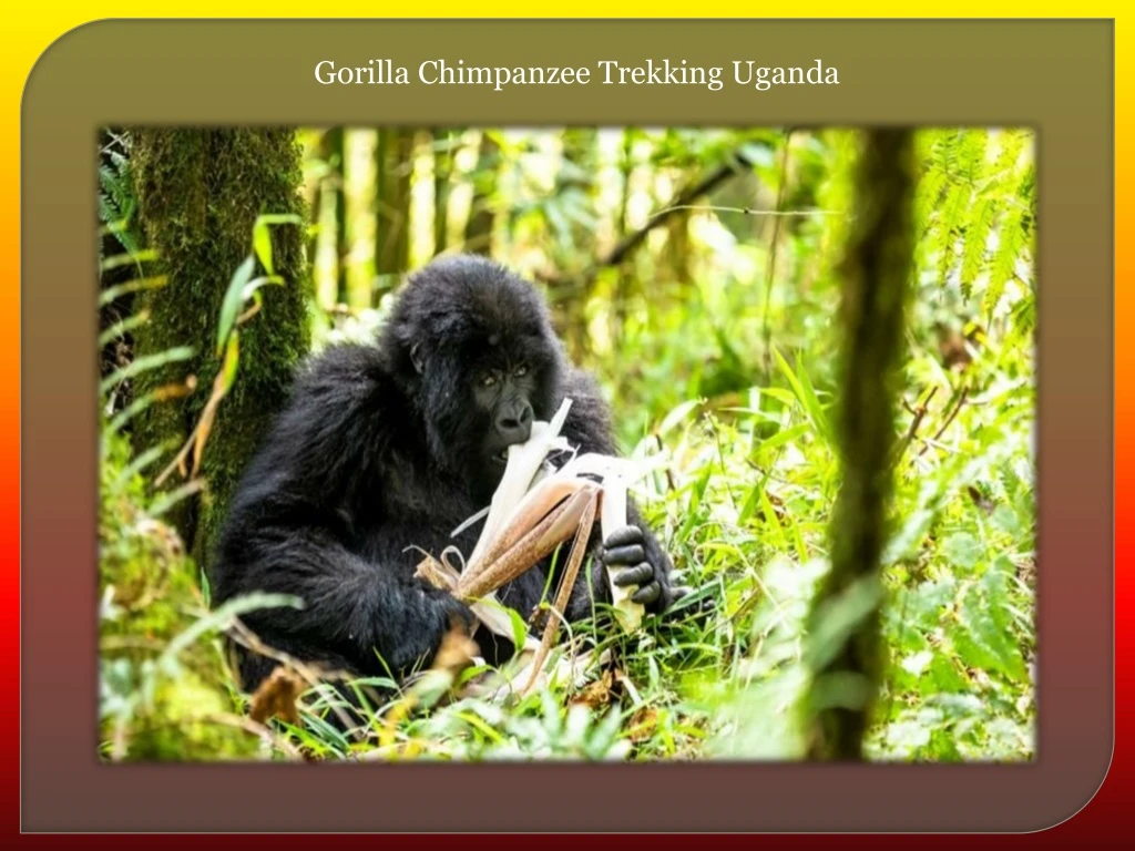 gorilla chimpanzee trekking uganda