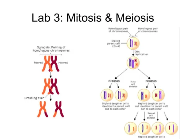 Lab 3: Mitosis Meiosis