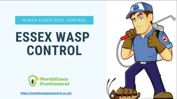 Wasp Control Colchester 