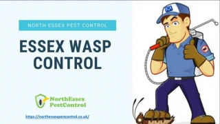 Wasp Control Colchester  - slide 1