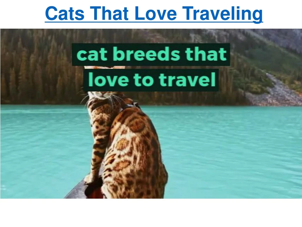 cats that love traveling