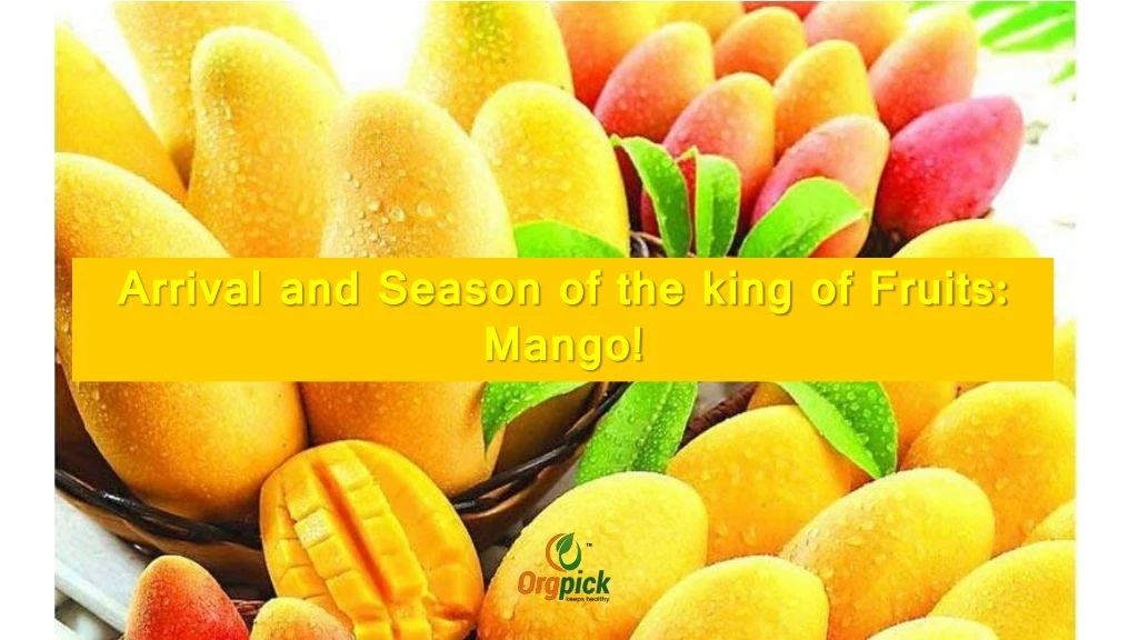 arrival and season of the king of fruits mango