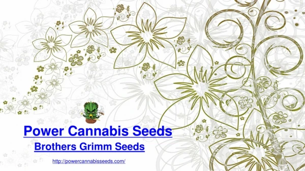 Buy Brothers Grimm Cannabis Seeds | Power Cannabis Seeds