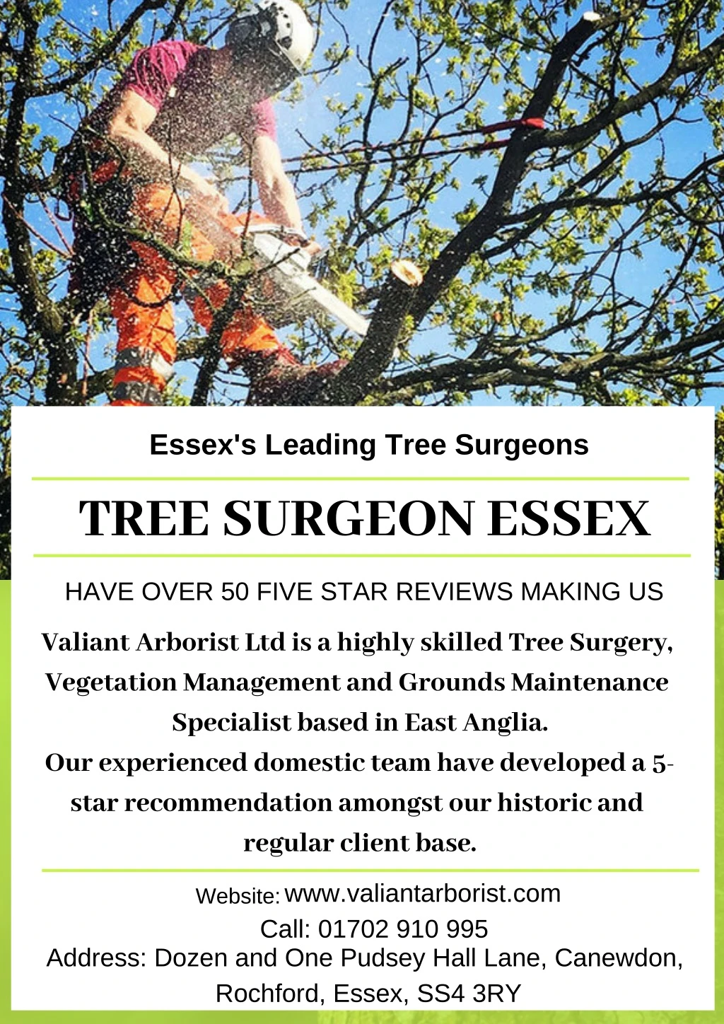 essex s leading tree surgeons