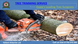 Tree Trimming Service in Essex - slide 1