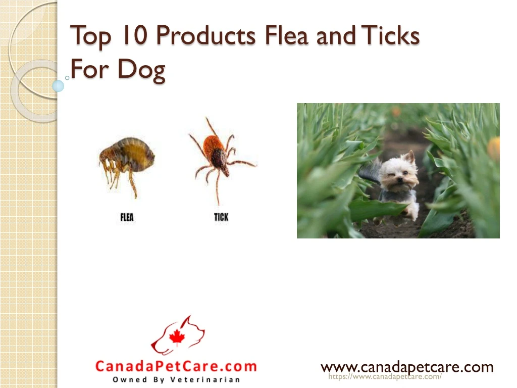 top 10 products flea and ticks for dog