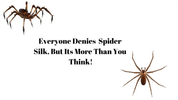 Everyone Denies Spider Silk