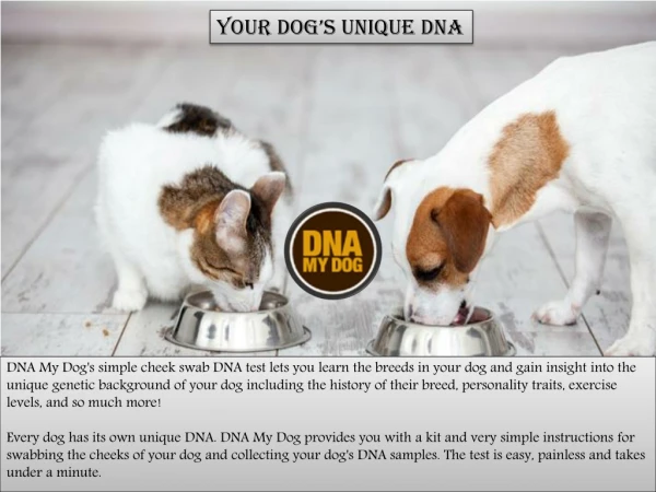 Dog DNA Test in Canada | DNA My Dog