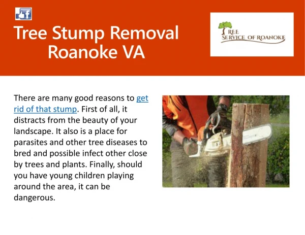 Tree Stump Removal Service in Roanoke, VA