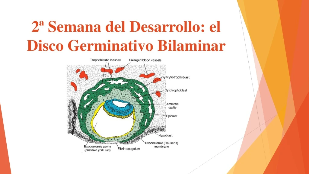 2 semana del desarrollo el disco germinativo bilaminar