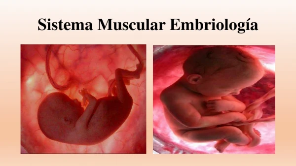 Sistema Muscular Embriología
