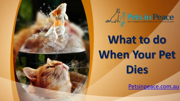 What to do When Your Pet Dies