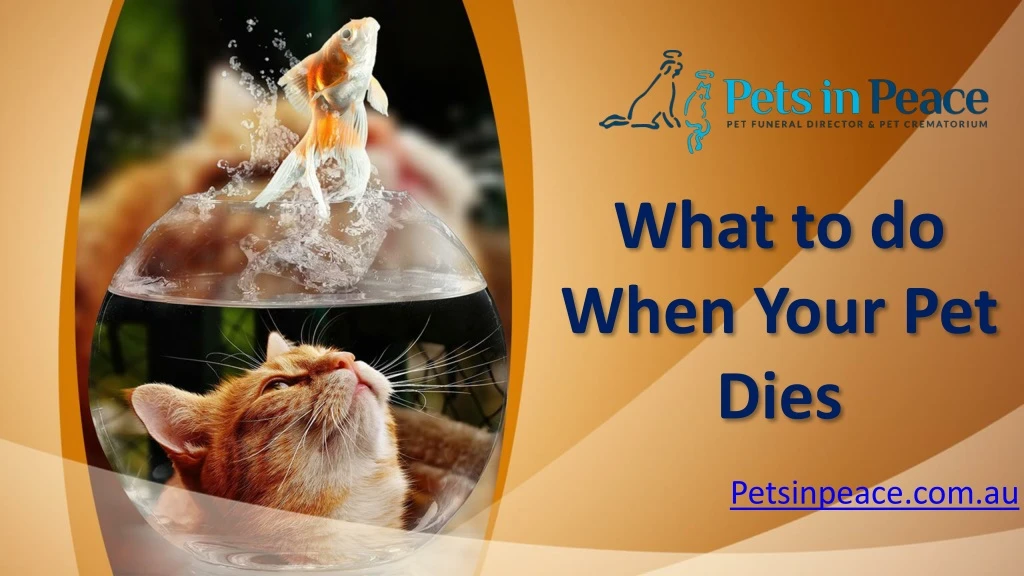 what to do when your pet dies