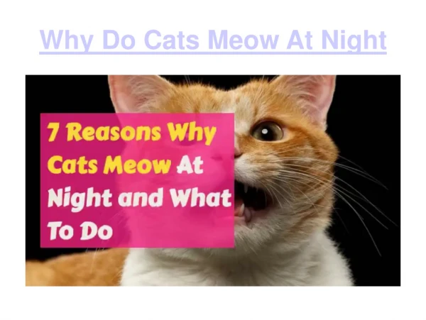 WHY Do CATS MEOW AT NIGHT ?