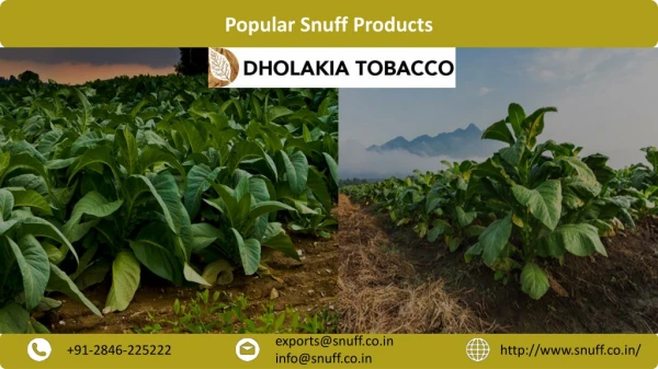 Popular Snuff Products by Dholakia Tobacco