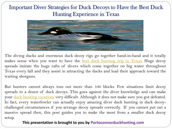 Important Diver Strategies for Duck Decoys to Have the Best Duck Hunting Experience in Texas