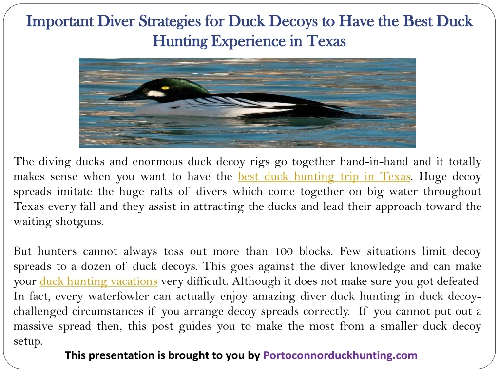 important diver strategies for duck decoys